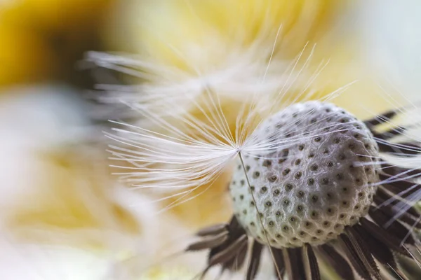 Prachtig Uitzicht Natuurlijke Paardebloem — Stockfoto