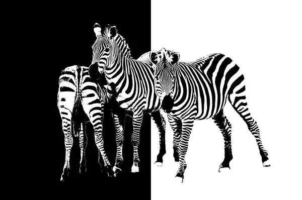 黒と白の縞模様のゼブラ動物哺乳類 — ストック写真