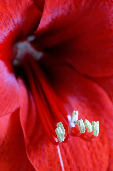 Amaryllis 식물상 — 스톡 사진