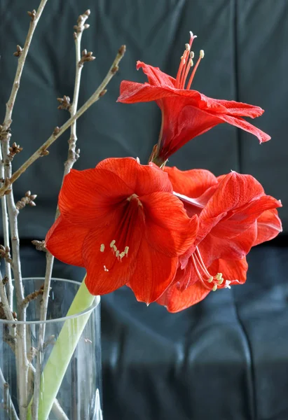 Amaryllis Flower Petals Flora — Stock Photo, Image