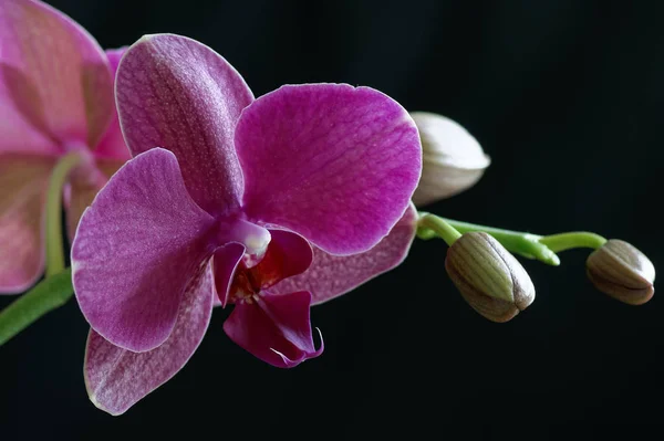 Orquídea Flores Pétalas Falaenopsis — Fotografia de Stock