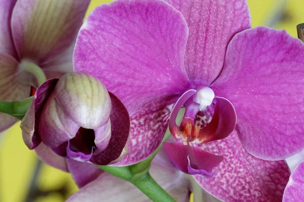 Orchidea Virágok Szirmok Phalaenopsis — Stock Fotó