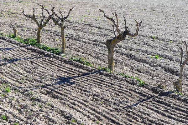 Mandlový Strom Zimním Španělsku — Stock fotografie