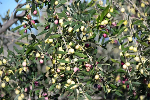 Olivenbaum Spanien — Stockfoto
