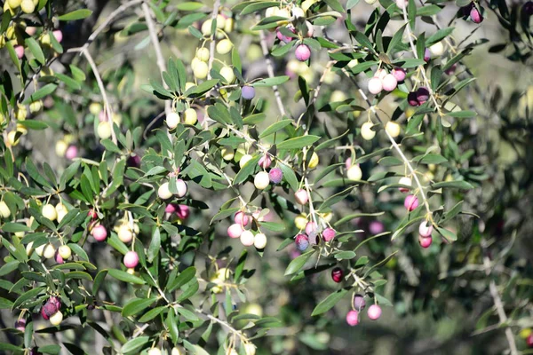 Olijfboom Natuur Flora Planten Met Bladeren — Stockfoto