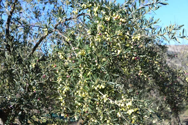 Spanya Zeytin Ağacı — Stok fotoğraf