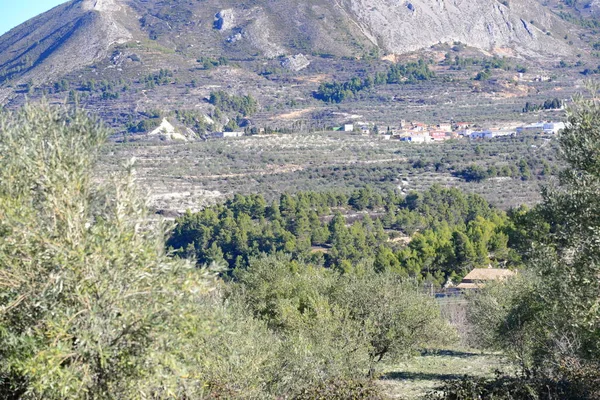 Ελαιόδεντρα Χλωρίδα Της Φύσης Και Φυτά Φύλλα — Φωτογραφία Αρχείου