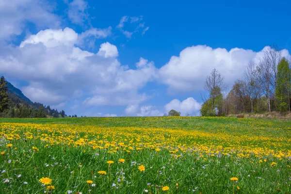 Dzikie Kwiaty Łąka Wiosna Krajobraz — Zdjęcie stockowe