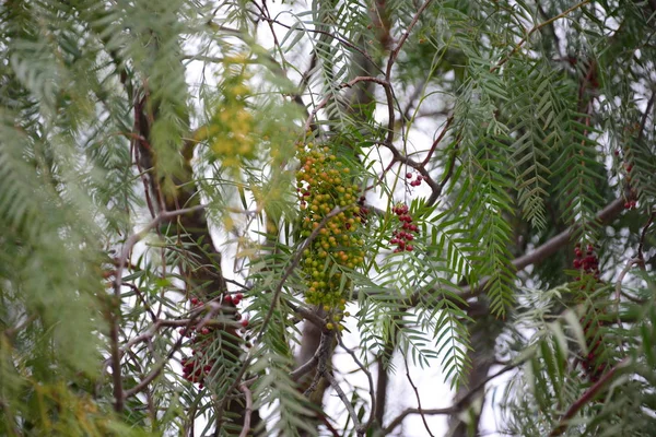 Boom Met Takken Bladeren Flora Gebladerte — Stockfoto