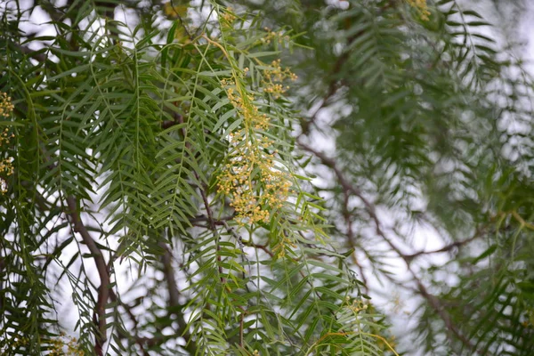 Árbol Pimienta Roja España — Foto de Stock