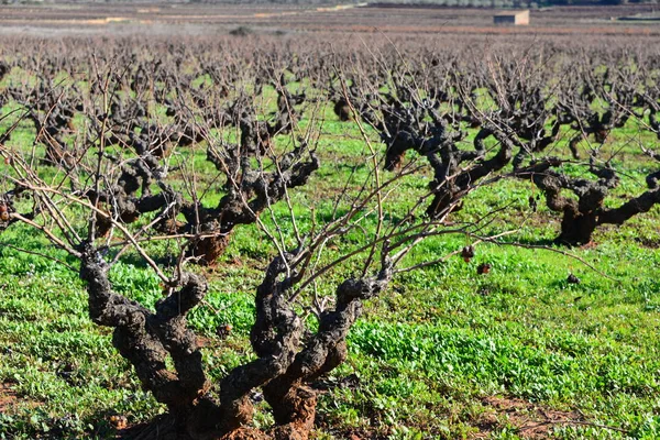 Racimos Uvas Árbol Con Uvas — Foto de Stock