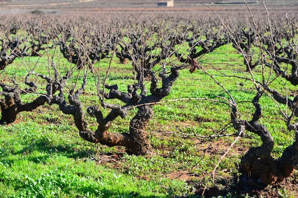 Viñedos Vid Uva — Foto de Stock