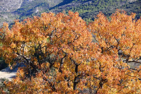 Landscape Nature Flora Foliage — Stock Photo, Image