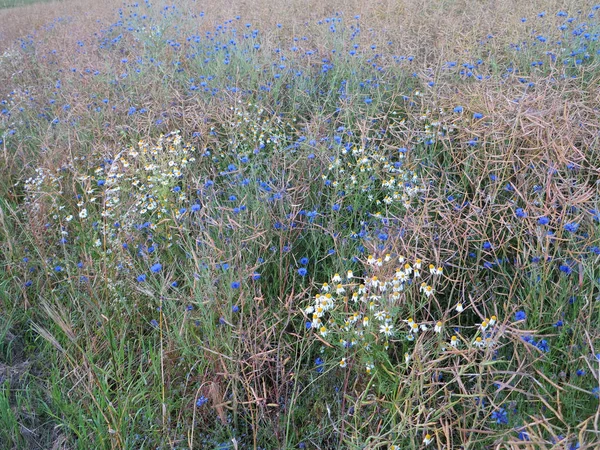 Champ Colza Avec Des Bleuets — Photo