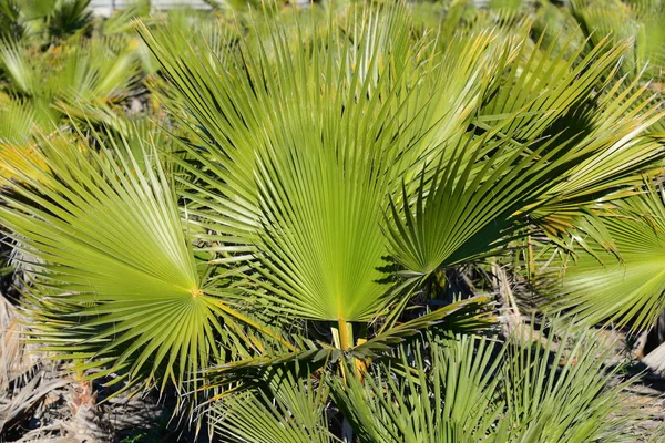 ヤシの葉植物自然環境 — ストック写真