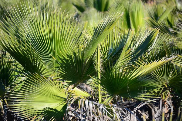 Palmové Listy Flóra Přírodě Životní Prostředí — Stock fotografie