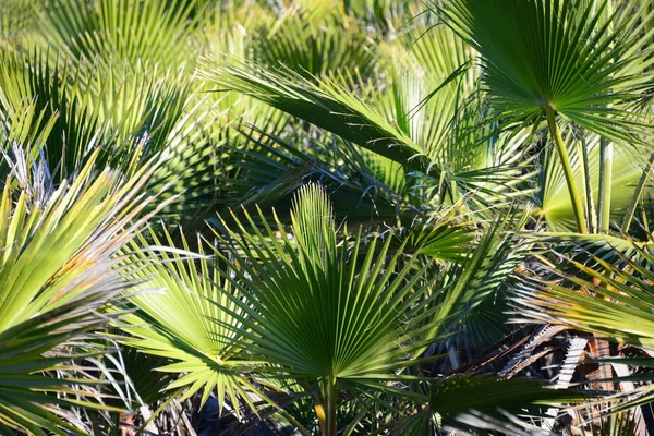 Folhas Palmeira Flora Natureza Meio Ambiente — Fotografia de Stock