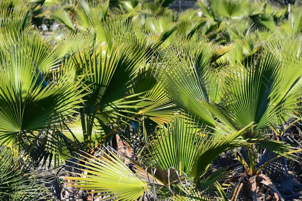 Folhas Palmeira Flora Natureza Meio Ambiente — Fotografia de Stock