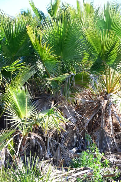 Feuilles Palmier Flore Dans Nature Environnement — Photo