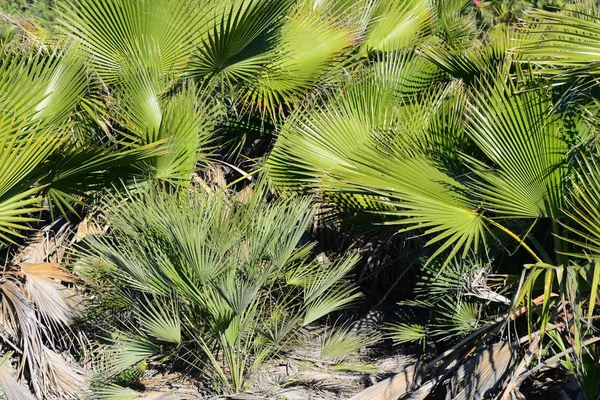 Foglie Palma Flora Natura Ambiente — Foto Stock