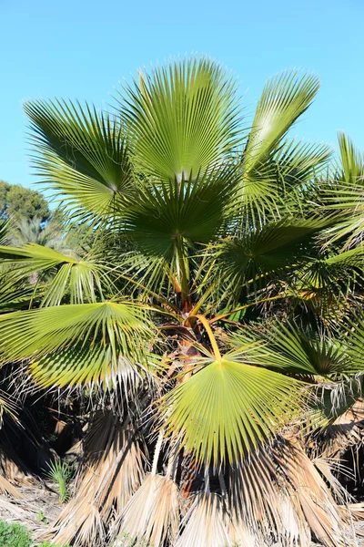 棕榈叶 自然植物 — 图库照片