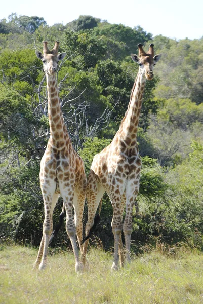 Vue Panoramique Faune Flore Savane — Photo