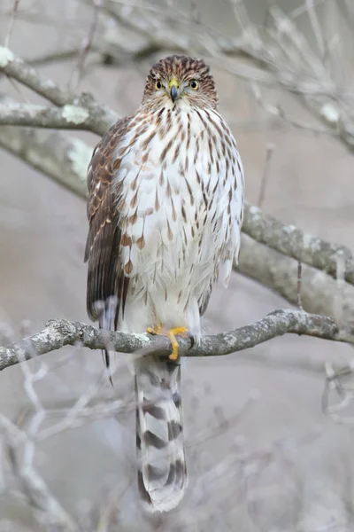 Молоді Купери Яструби Accipiter Cooperii Дереві Взимку — стокове фото