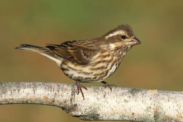 Vrouwtjespaarse Vink Carpodacus Purpureus Een Berkentak Met Een Groene Achtergrond — Stockfoto