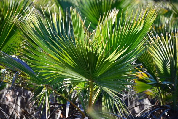 ヤシの葉植物自然環境 — ストック写真