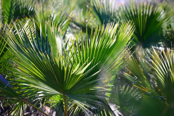 Folhas Palmeira Flora Natureza Meio Ambiente — Fotografia de Stock