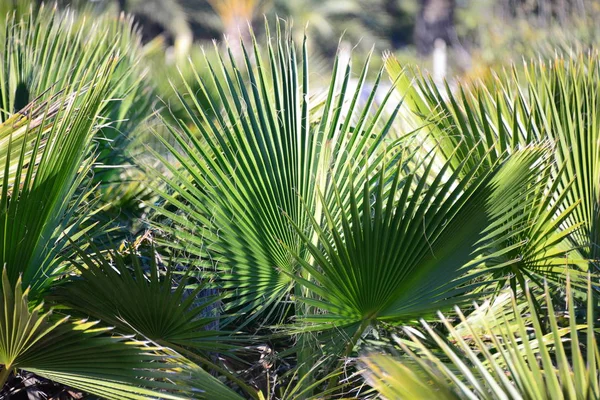 Palmblätter Flora Der Natur Umwelt — Stockfoto