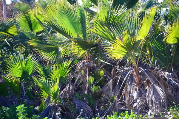 Palmblätter Flora Der Natur Umwelt — Stockfoto