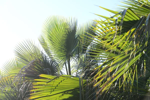 Пальмовые Листья Флора Природе Окружающая Среда — стоковое фото