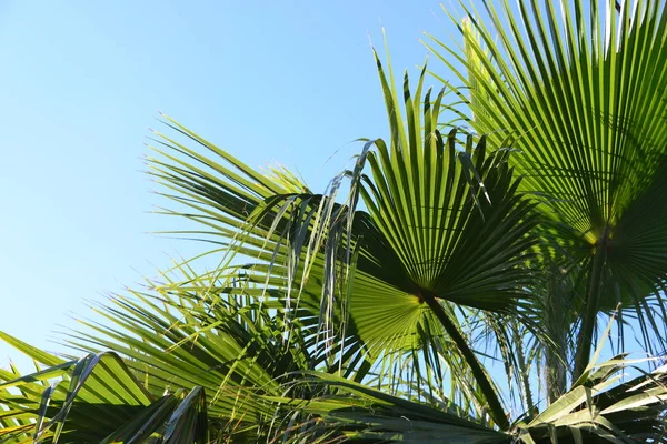 Palmbladeren Kopieerruimte — Stockfoto