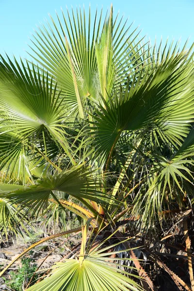 Palm Levelek Spanyolországban Másolás Hely — Stock Fotó