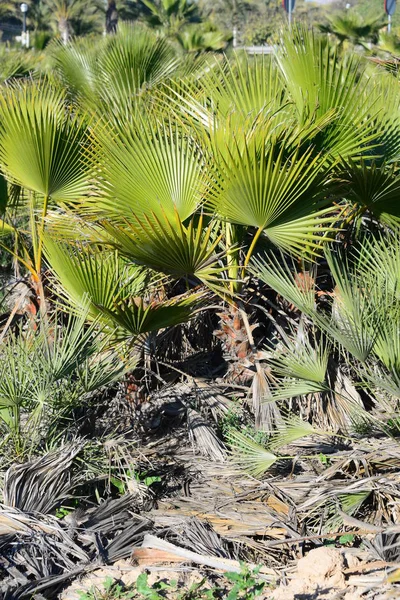 Palmbladeren Spanje Kopieer Ruimte — Stockfoto