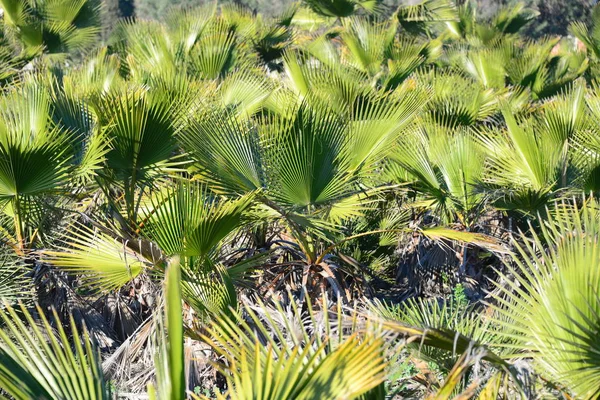 Palm Levelek Spanyolországban Másolás Hely — Stock Fotó