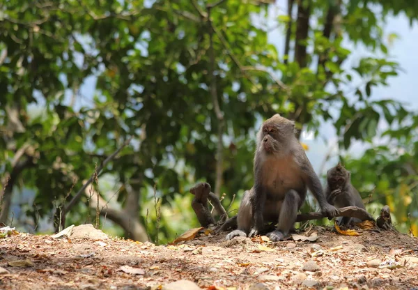 Affen Tiere Leben Natur Fauna — Stockfoto