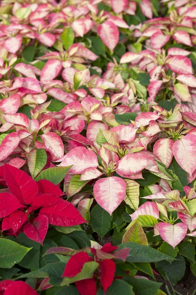 Plantas Poinsettia Una Apuesta Flores Puerto Cruz Tenerife Islas Canarias —  Fotos de Stock