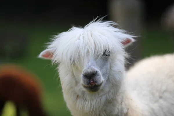 Animal Engraçado Alpaca Mamífero Vida Selvagem — Fotografia de Stock