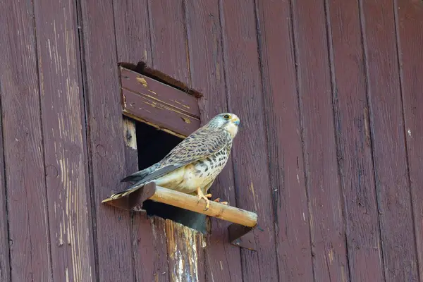 Schilderachtig Uitzicht Prachtige Torenvogel — Stockfoto