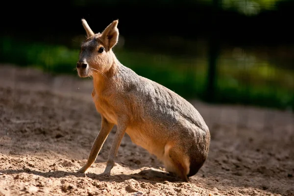 cute kangaroo animal, Australian mammal