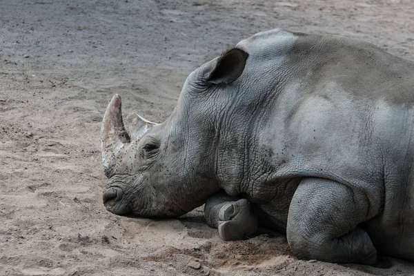 Encerramento Animais Jardim Zoológico — Fotografia de Stock