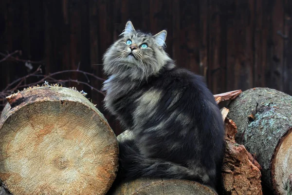 Norwegische Waldkatze Auf Baumstämmen — Stockfoto