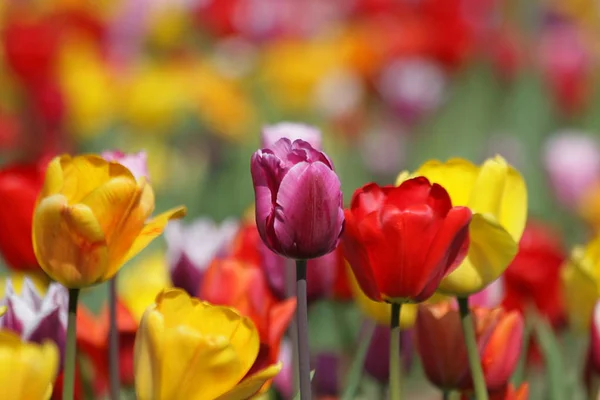 Tulpaner Blommande Blommor Naturen Flora — Stockfoto