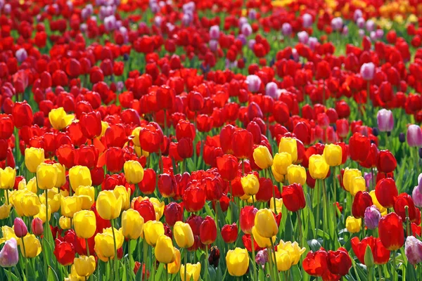 Splendeur Des Tulipes Dans Nombreuses Couleurs — Photo