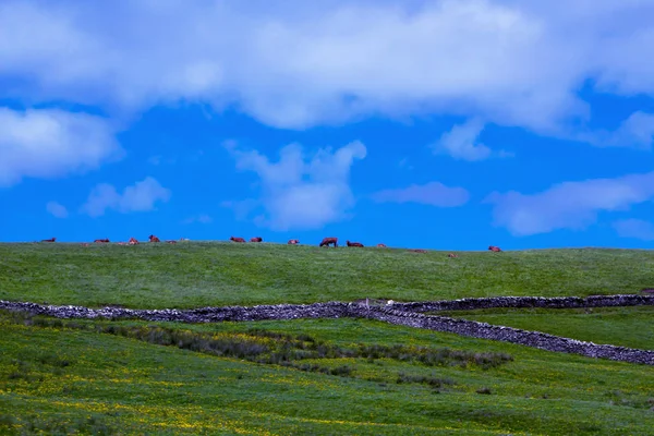 Vacas Los Pastos Las Tierras Cultivo — Foto de Stock