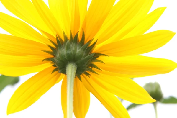 Eine Fotografie Eines Gelben Blütenmakros — Stockfoto