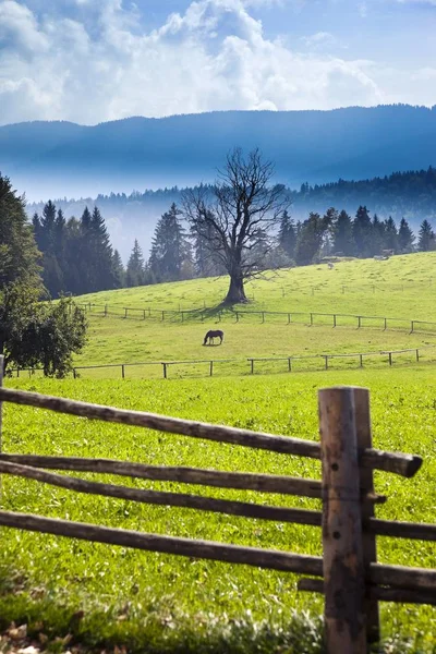 Fotografia Konia Zielonym Polu — Zdjęcie stockowe