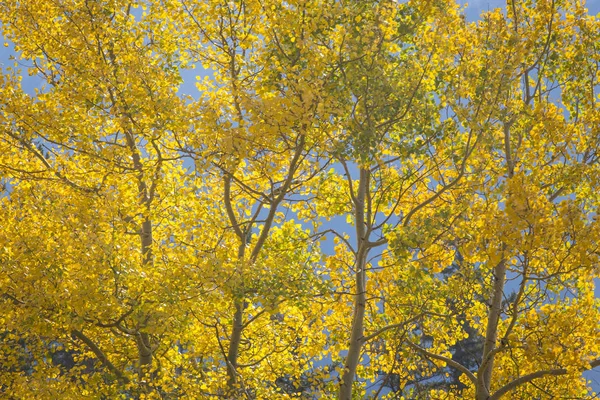 在加拿大落基山脉 秋天的五彩缤纷的杨树被下午的阳光照得发亮 — 图库照片
